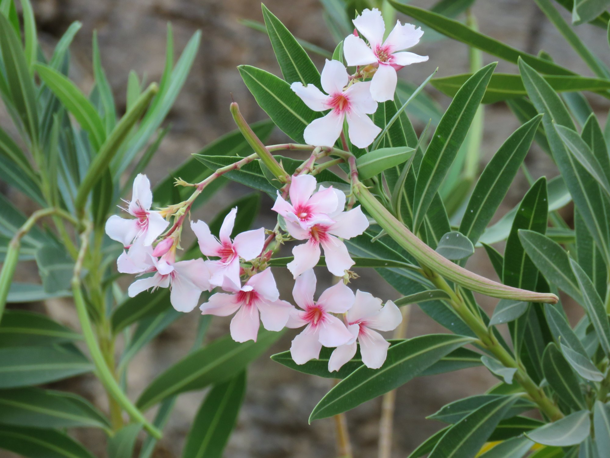 Nerium oleander L.