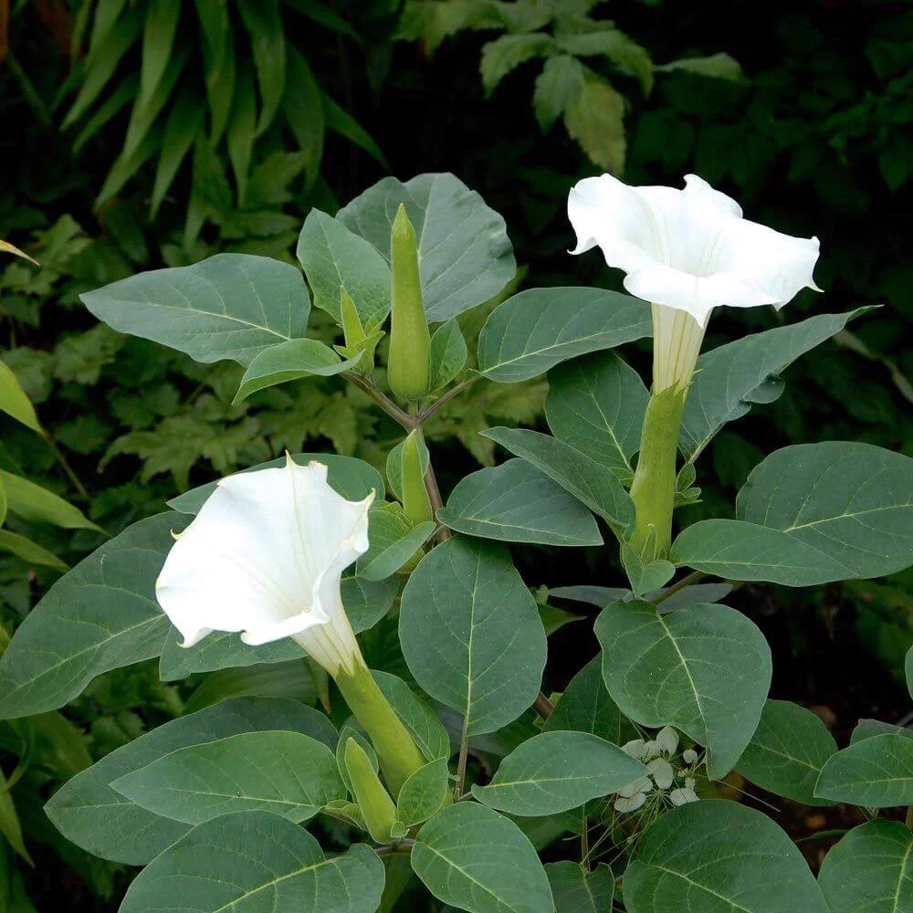 Datura innoxia Mill.